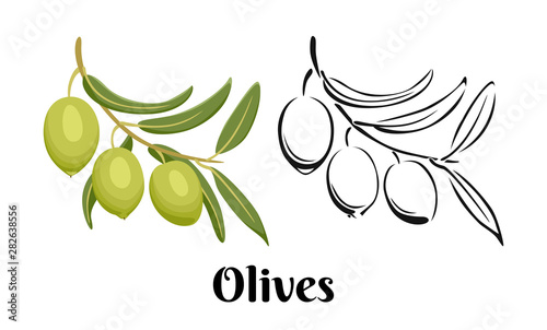 Branch of olives isolated on white background. Color illustration and black and white outline. Vector image of olives in cartoon flat simple style.