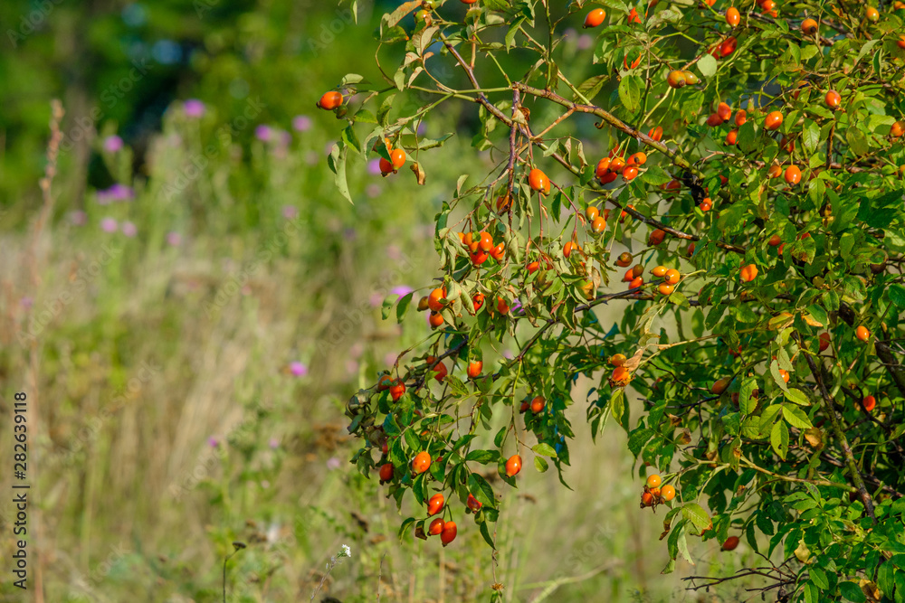 Wild rosehip berries on a bush in a field in summer in the sun