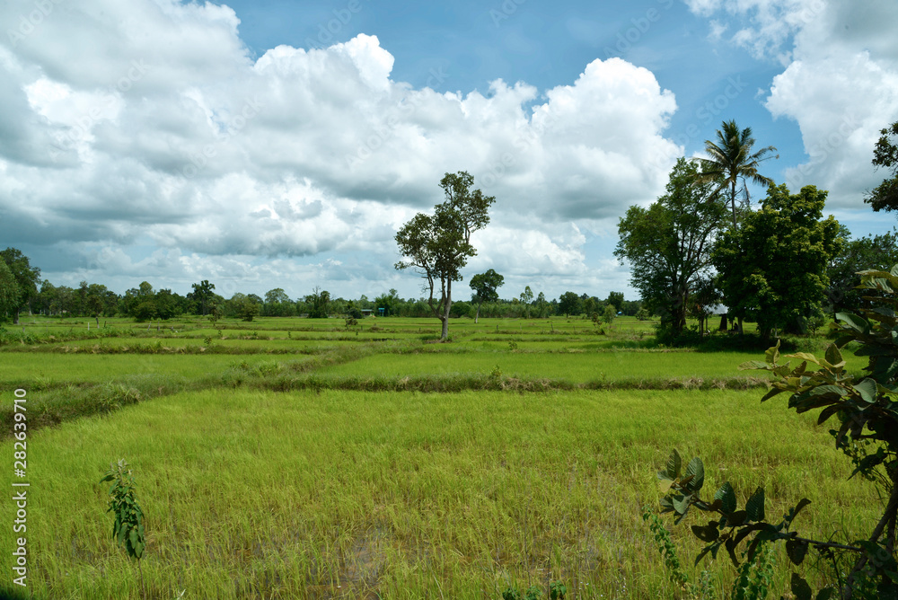 Reisfelder und Landwirtschaft in Südostasien