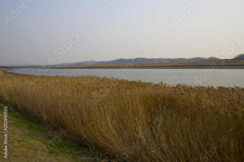 reeds of riverside