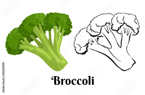 Broccoli isolated on white background. Vector color illustration of fresh vegetable in cartoon flat style and black and white outline. Icon.