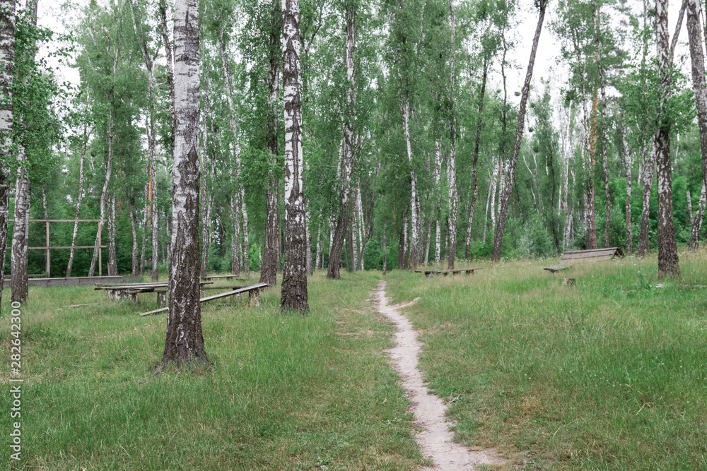 Obraz premium Path in a birch grove. Benches in the forest