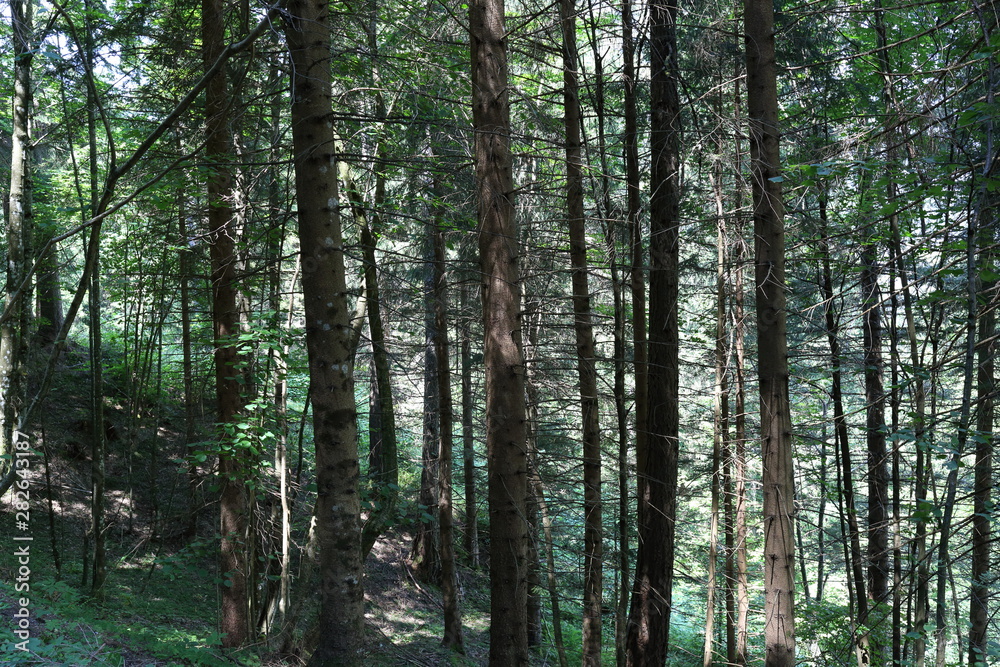 Forests in the Alps in Trentino Alto Adige Forests in the Alps in Trentino Alto Adige