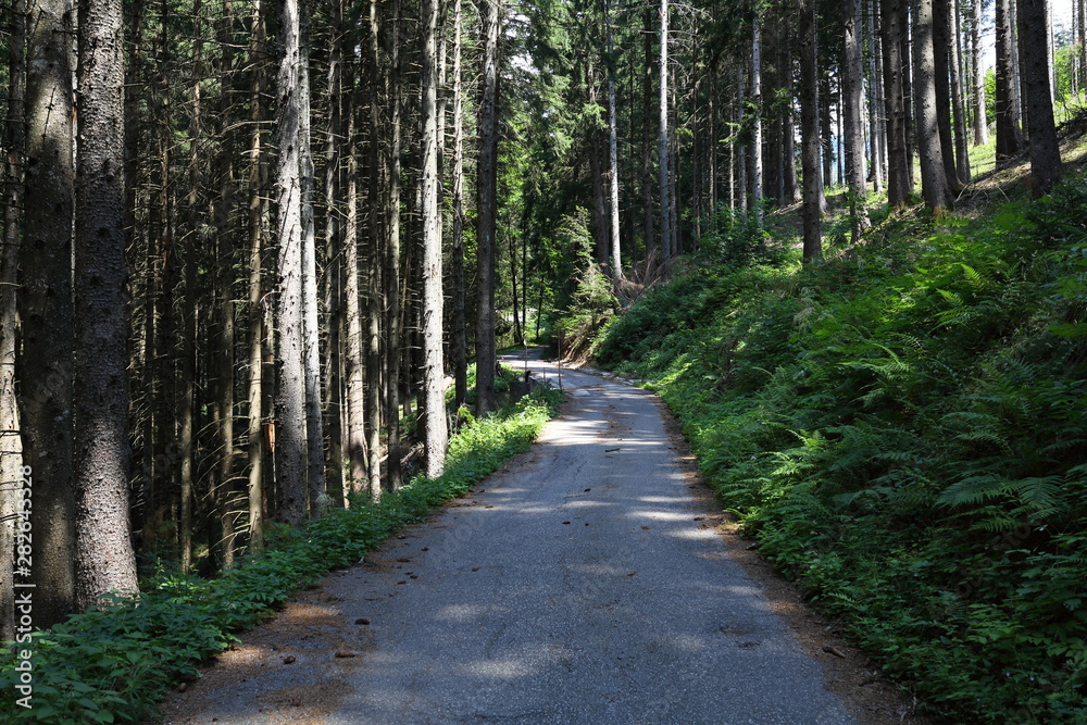Obraz premium Forests in the Alps in Trentino Alto Adige
