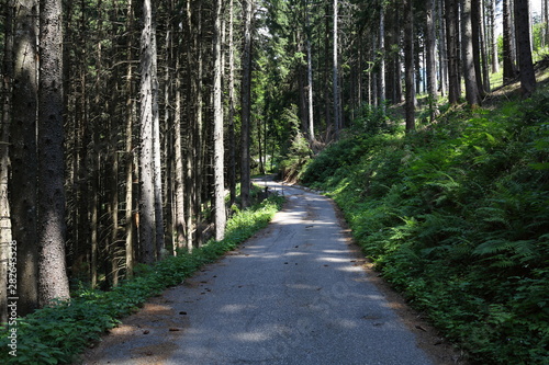 Forests in the Alps in Trentino Alto Adige