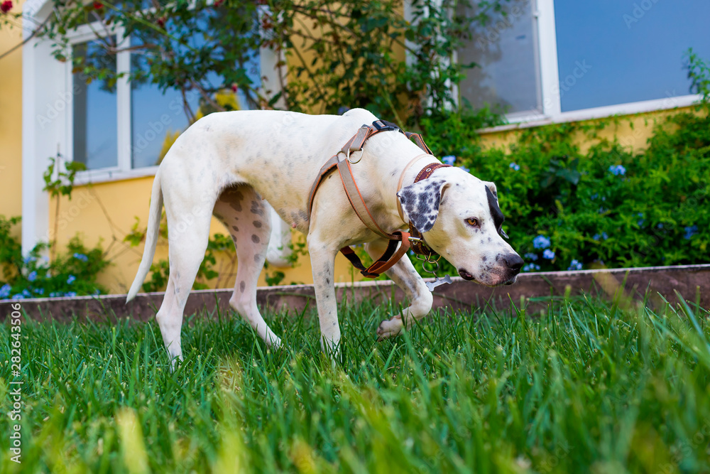 Black and white domestic Pointer mixed with Dalmatian dog standing on the lawn in a hunting stance Black and white domestic Pointer mixed with Dalmatian dog standing on the lawn in a hunting stance