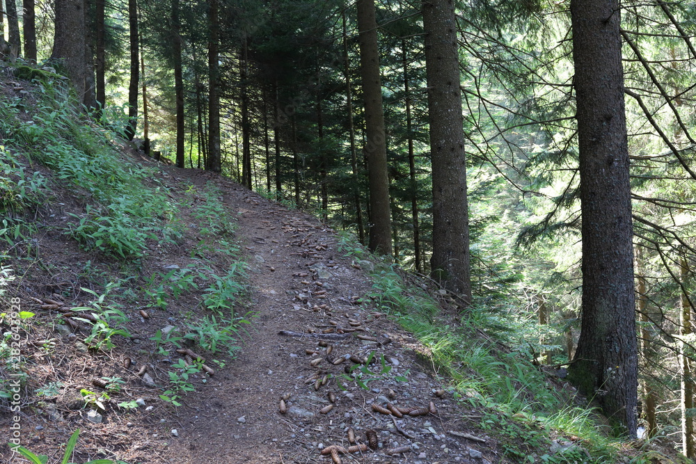 Forests in the Alps in Trentino Alto Adige Forests in the Alps in Trentino Alto Adige
