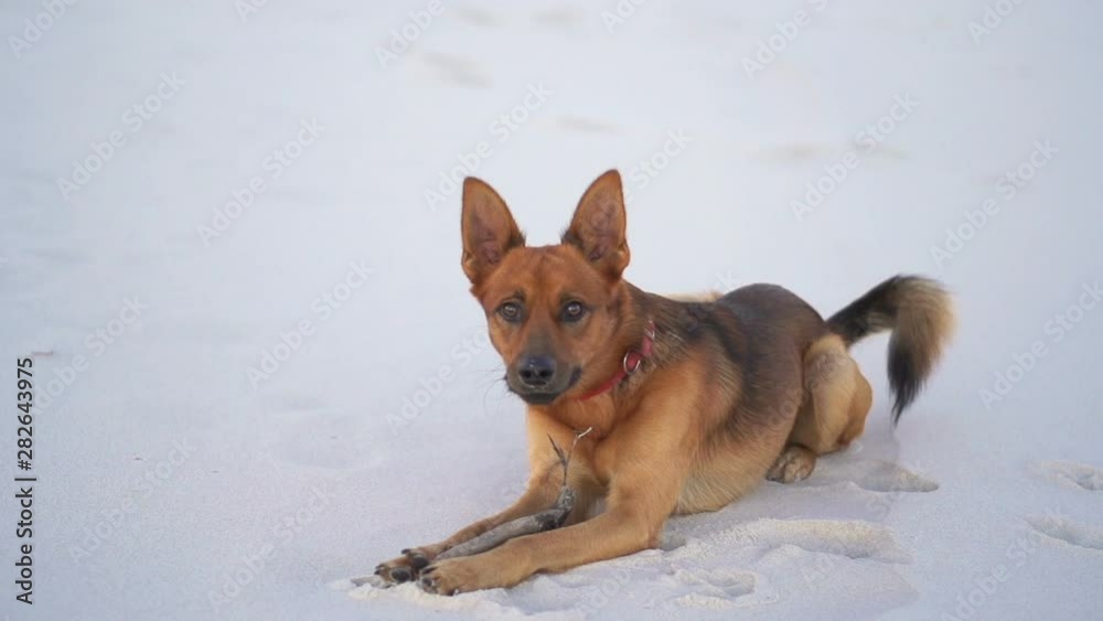 Cute dog playing with stick on the beach Cute dog playing with stick on the beach