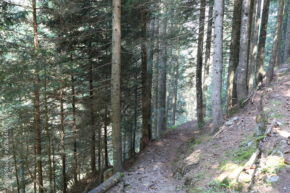 Obraz premium Forests in the Alps in Trentino Alto Adige