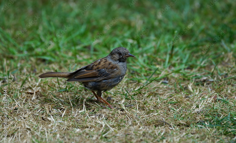 Heckenbraunelle,Dunnock,Vogel,Bird,Gardenbird,Gartenvogel Heckenbraunelle,Dunnock,Vogel,Bird,Gardenbird,Gartenvogel
