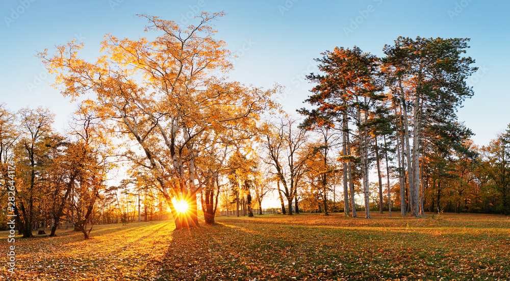 Autumn park with sun and forest