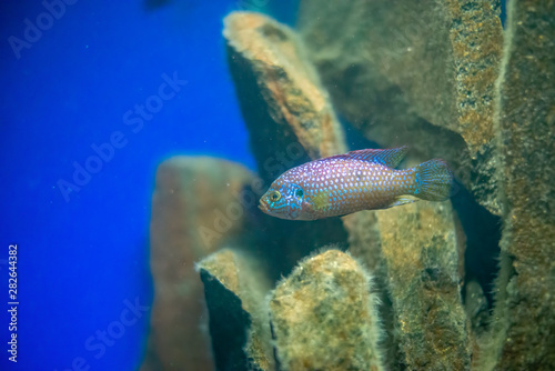 Fototapeta Naklejka Na Ścianę i Meble -  Small fish swim in aqurium