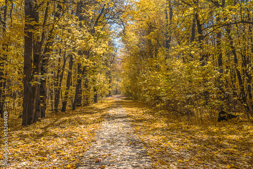 Beautiful autumn park on sunny day