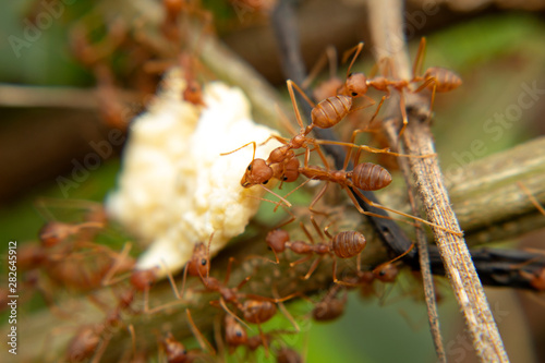 ant on tree nature garden