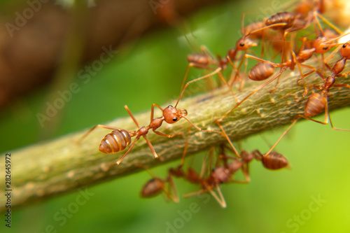 ant on tree nature garden © Theeranad