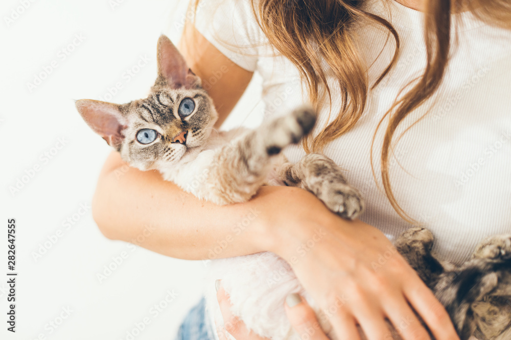 Devon rex cat, mascotas y sus dueños Devon rex cat, mascotas y sus dueños