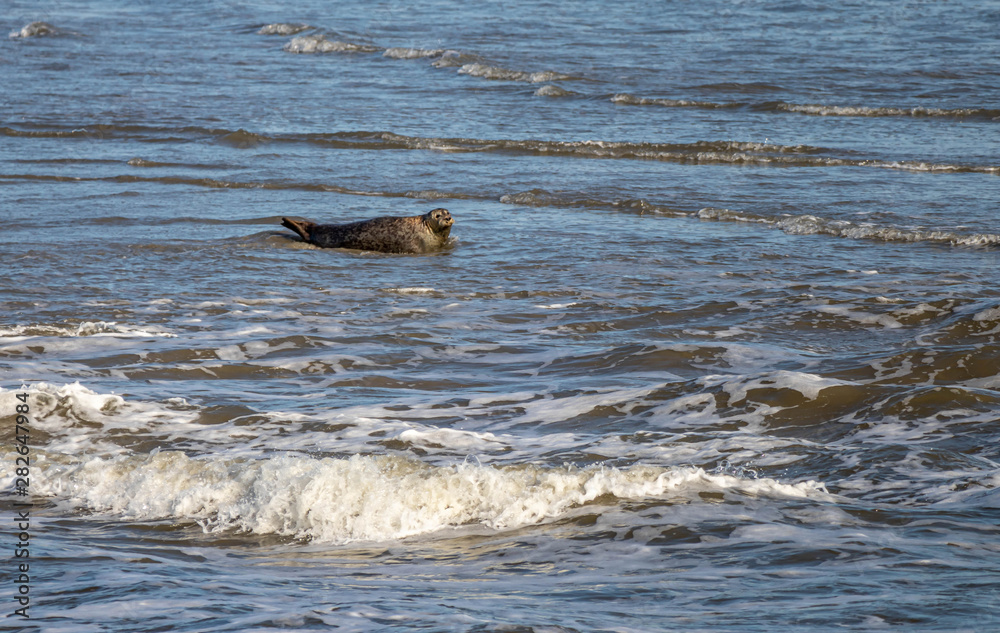 Fototapeta premium Seehund Baby Heuler relaxt am Strand, Reise Wattenmeer Norderney