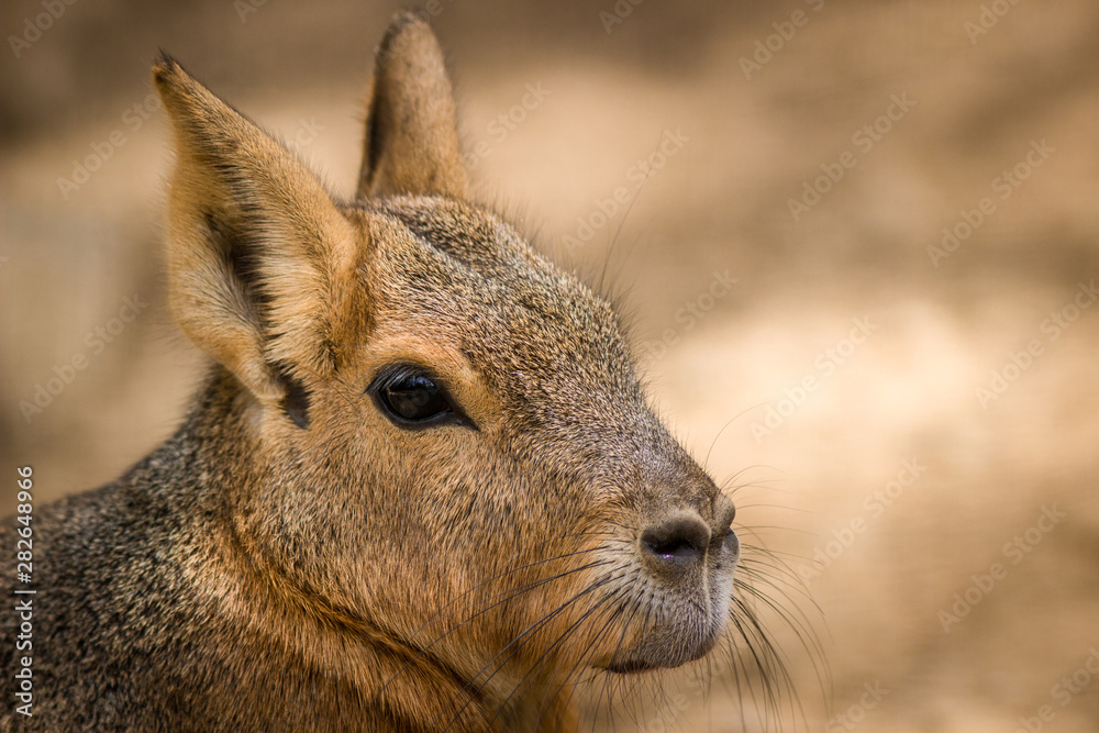 Fototapeta premium donkey in zoo