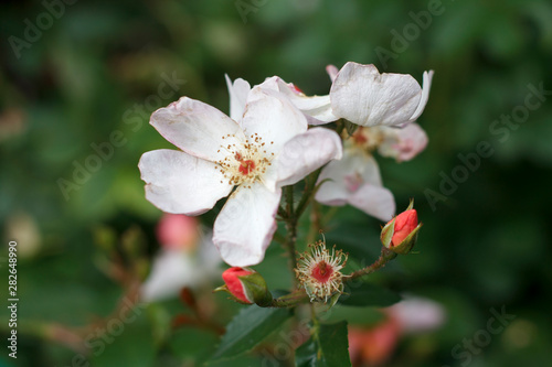 delicate white and pink flowers on the rosehip Bush close-up