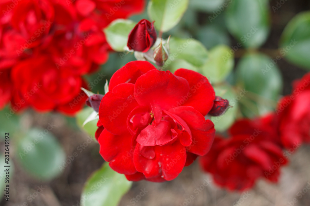 Obraz premium the buds of the garden of red roses close-up