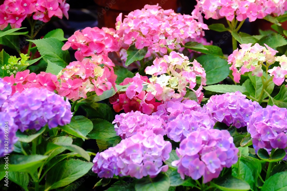 Colorful hydrangea flower blossom and growing in a pot with green leaves Colorful hydrangea flower blossom and growing in a pot with green leaves