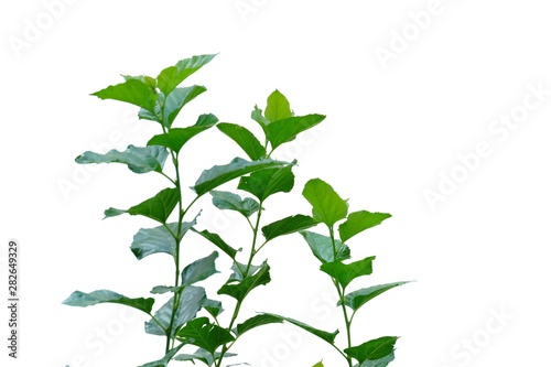 Young tropical plant leaves on white isolated background for green foliage backdrop 