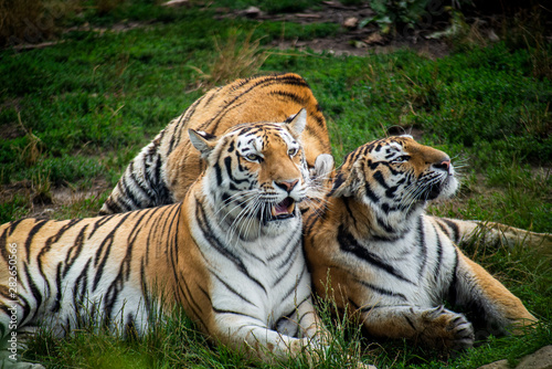 tiger play on grass three tigers