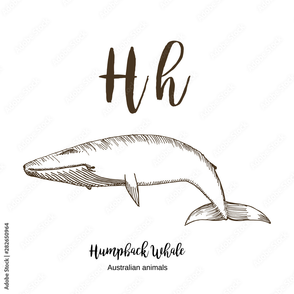 Whale, A to z, alphabet sketch australian animals drawing vector ...
