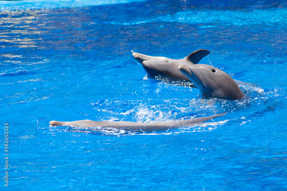 danza entre tres delfines 