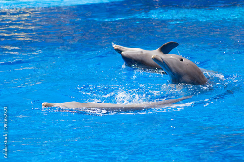 danza entre tres delfines 