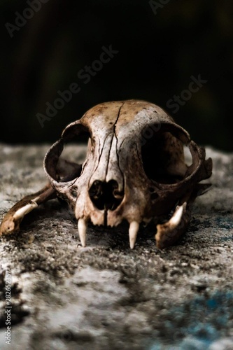 skull © Alex