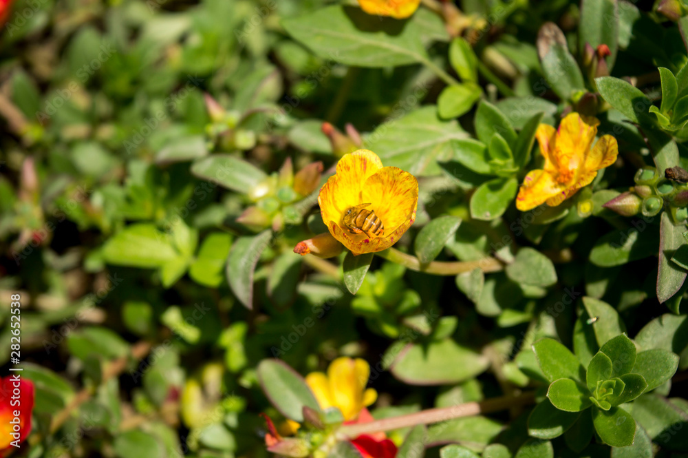 YOGYAKARTA - Harmony of bees and yellow flowers mutually beneficial YOGYAKARTA - Harmony of bees and yellow flowers mutually beneficial