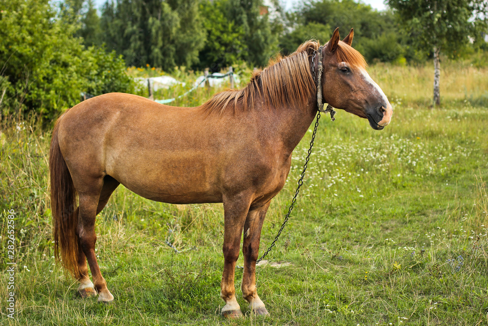 Beautiful horse in the garden. Horse close up Beautiful horse in the garden. Horse close up