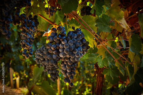 Obraz na plátně wonderful cluster of Lambrusco Grasparossa grapes, made in the province of Moden