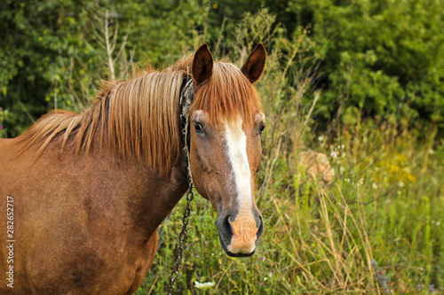 Beautiful horse in the garden. Horse close up