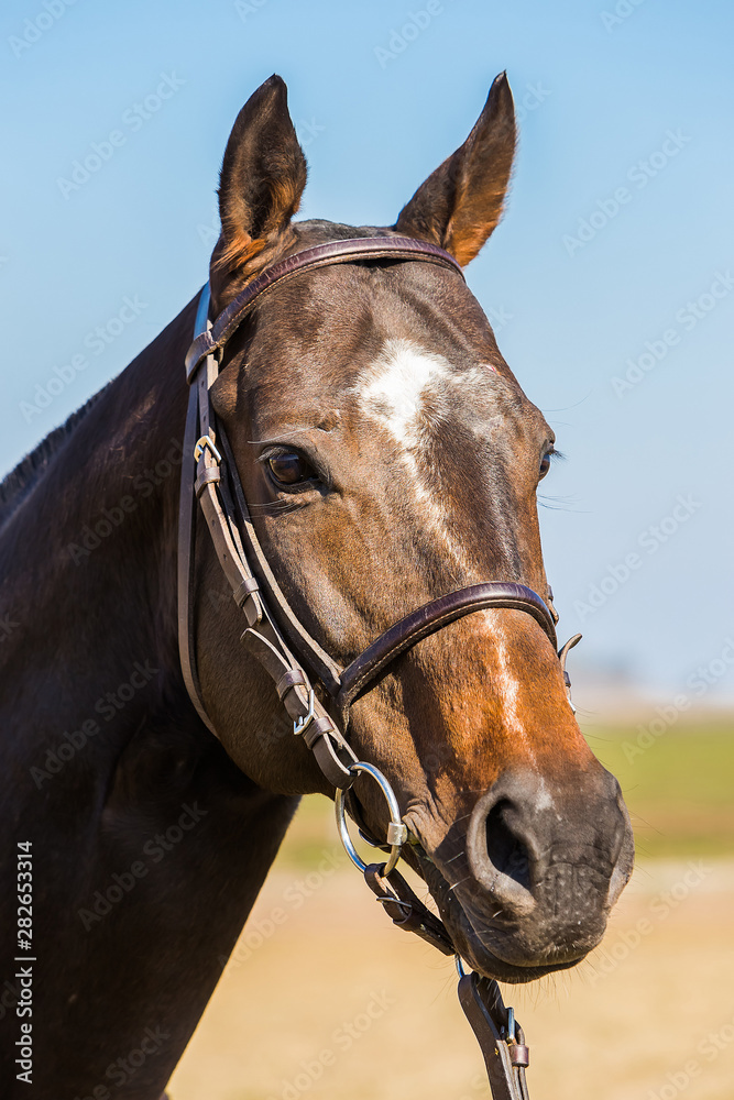 Obraz premium caballo