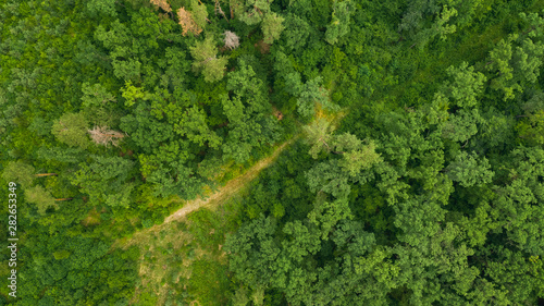 Top view of green forest in spring or summer day. Natural green foliage background. Drone photo of wild nature.