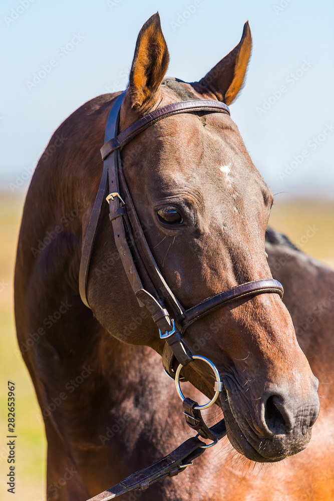 Obraz premium caballo