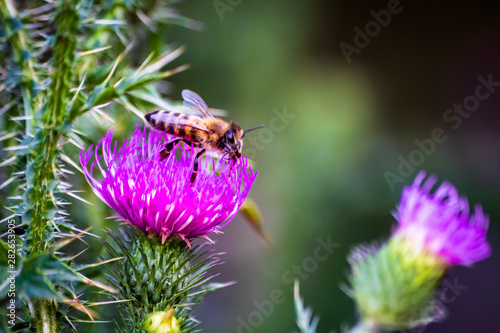 Macro shot of bumblebee on a purple thistle collecting pollen