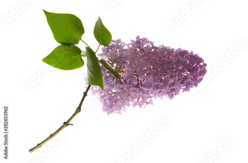 lilac branch with leaf
