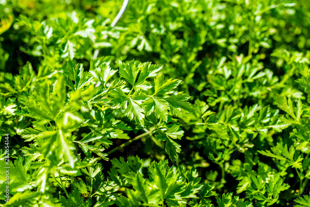 Green parsley grows in the garden in summer Green parsley grows in the garden in summer
