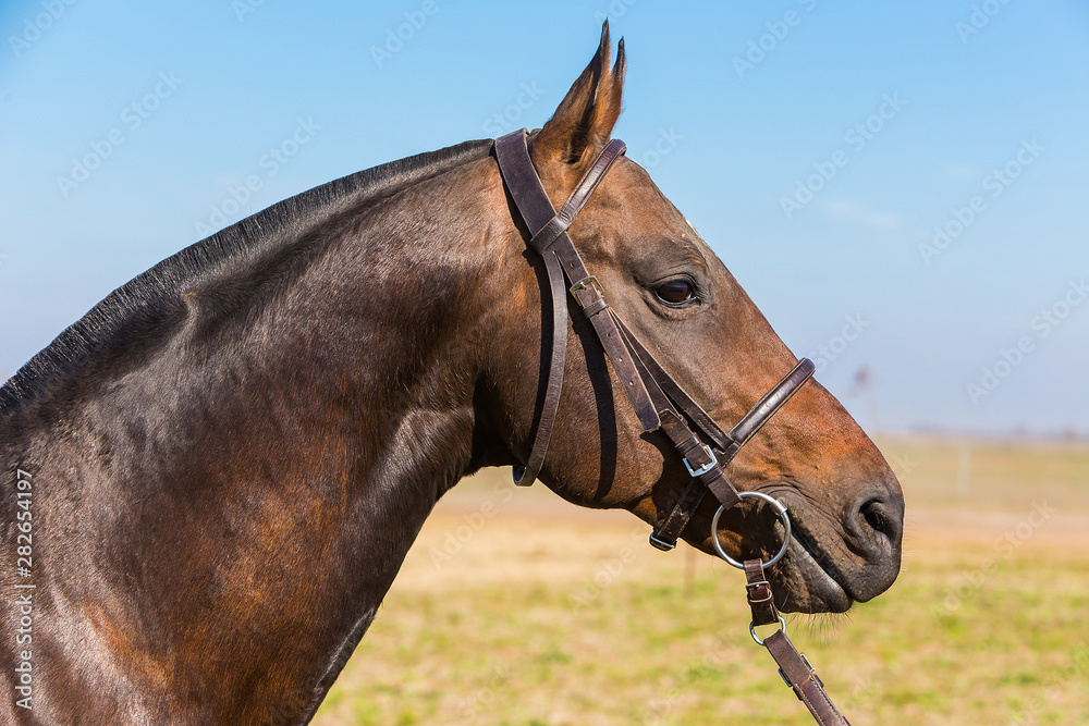 Obraz premium caballo