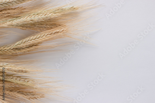 Wheat sprouts on white background. Top view, flat lay