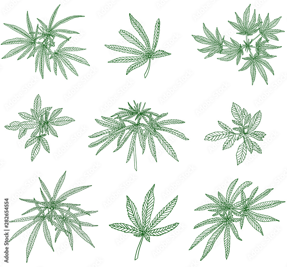 Decorative green set of big branch hemp and green leaves