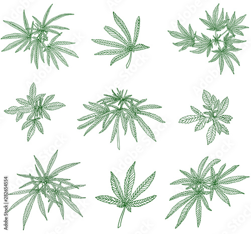 Decorative green set of big branch hemp and green leaves
