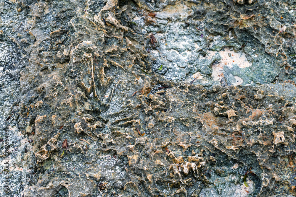 Fototapeta premium Close up littoral zone bottom in Zanzibar
