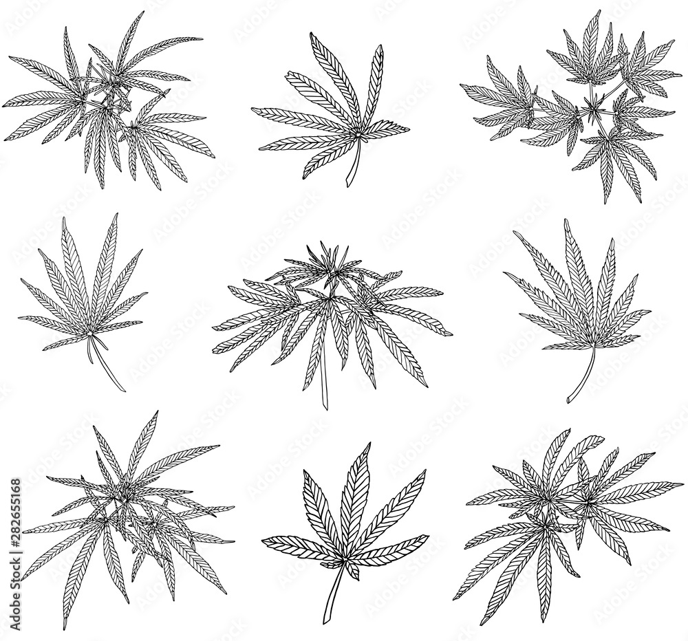 Decorative set of branch of big hemp and leaves