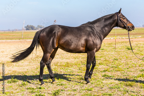 caballo