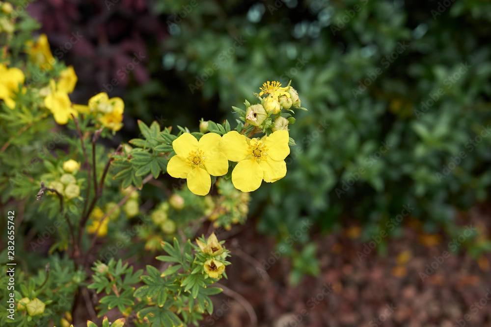 Dasiphora fruticosa shrub in bloom Dasiphora fruticosa shrub in bloom
