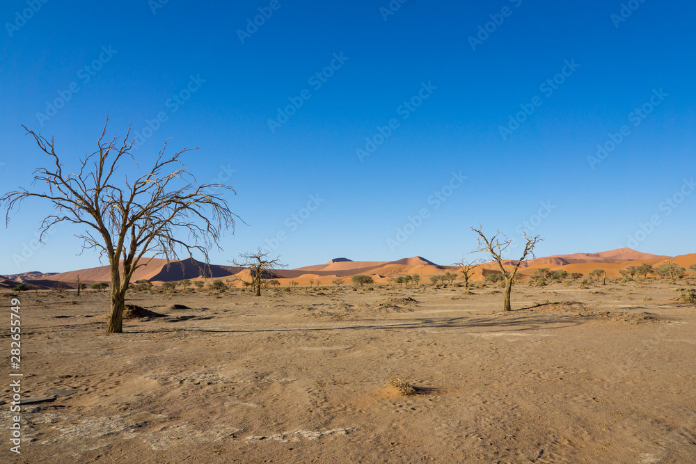 Naklejka premium Deadvlei Namibia in Sossusvlei
